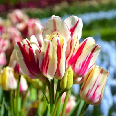 Тюльпан Флеминг Клаб Тюльпан Флеминг Клаб фото