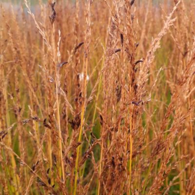 Молиния голубая Торч Молиния голубая Торч - Dolina-Sad.Ru