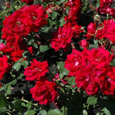 Роза Чамплейн Роза Чамплейн - Dolina-Sad.Ru