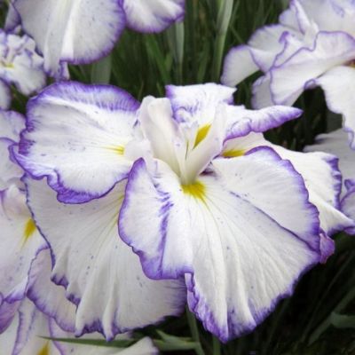 Ирис японский Лайт эт Дон Ирис японский Лайт эт Дон - Dolina-Sad.Ru