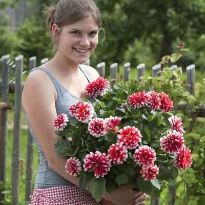 Георгина Дуэт Георгина Дуэт - Dolina-Sad.Ru