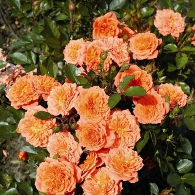 Роза Оранж Фэйри Роза Оранж Фэйри - Dolina-Sad.Ru