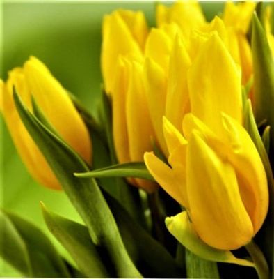 Тюльпан Хэппи Десижн Тюльпан Хэппи Десижн фото