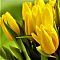 Тюльпан Хэппи Десижн Тюльпан Хэппи Десижн фото