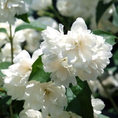 Жасмин венечный Шнеештурм Жасмин венечный Шнеештурм фото