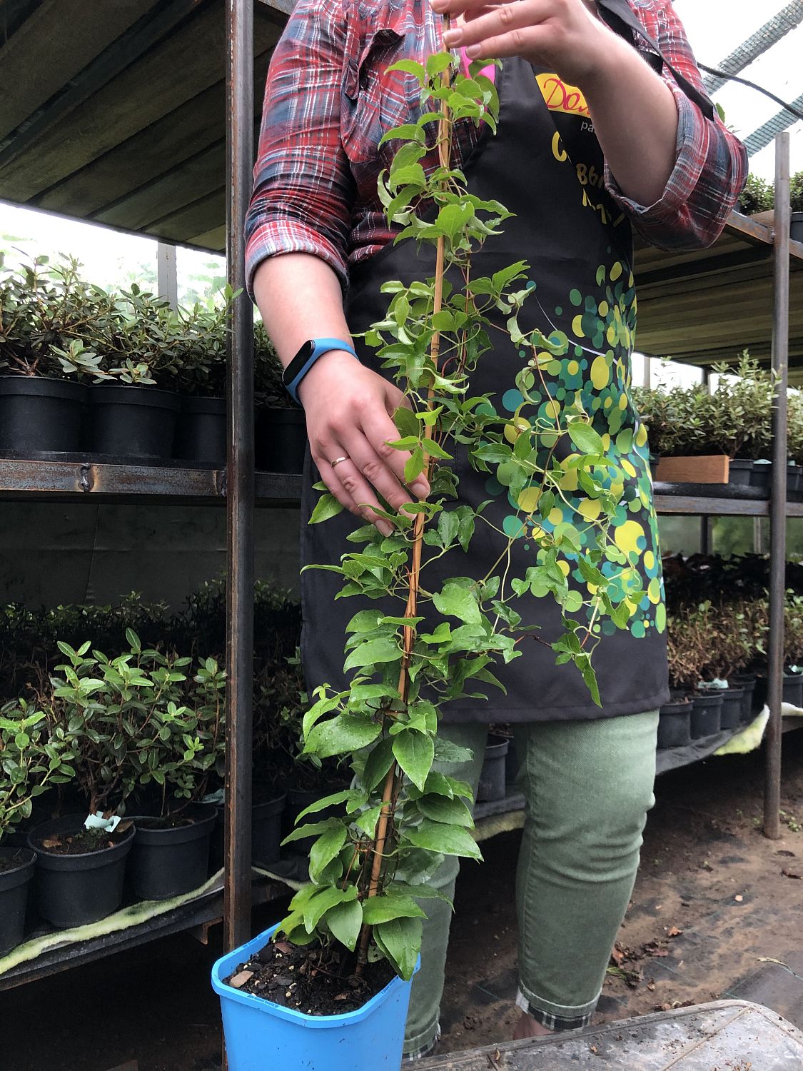 Клематис Сен-но-Казе Клематис Сен-но-Казе фото