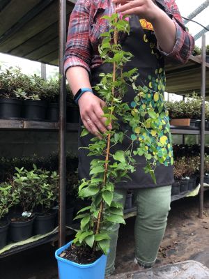 Клематис Сен-но-Казе Клематис Сен-но-Казе фото