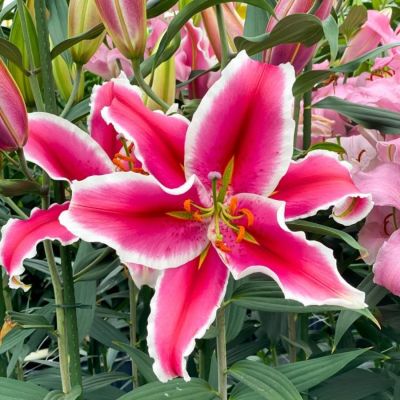 Лилия Эль Капитан - Dolina-Sad.Ru