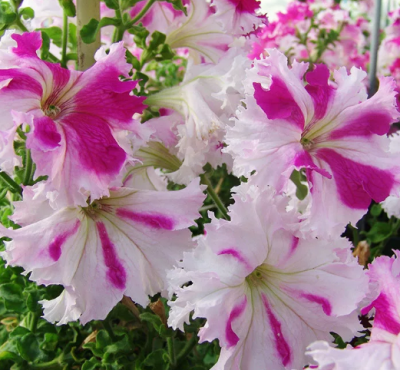 Петуния Яромнерже (Фриллитуния ) Петуния Яромнерже (Фриллитуния ) фото