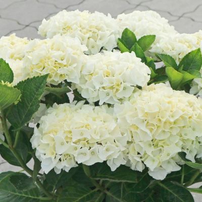 Гортензия крупнолистная Брайт Вайт Гортензия крупнолистная Брайт Вайт - Dolina-Sad.Ru