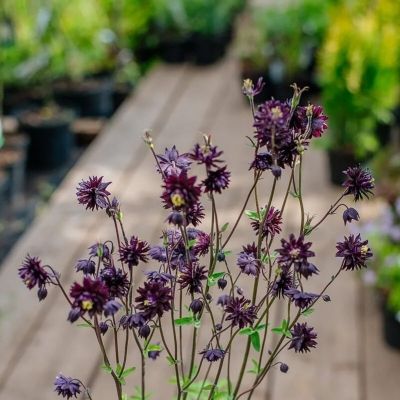 Аквилегия махровая Блэк Барлоу - Dolina-Sad.Ru