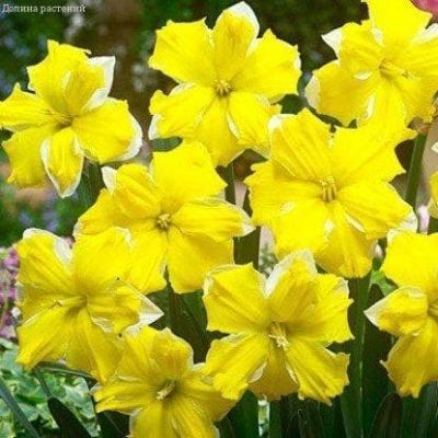 Нарцисс Банана Дайкири Нарцисс Банана Дайкири фото