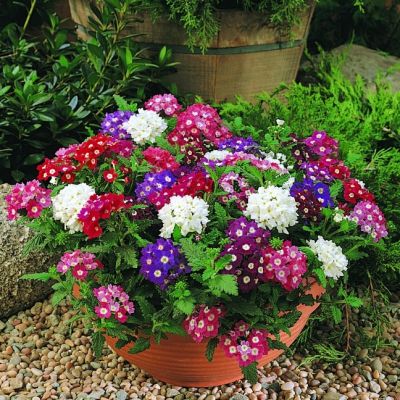 Вербена Гибридная Мамунт Микс Вербена Гибридная Мамунт Микс фото