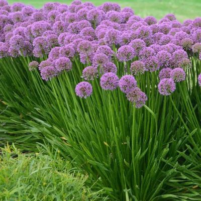 Аллиум Миллениум Аллиум Миллениум - Dolina-Sad.Ru