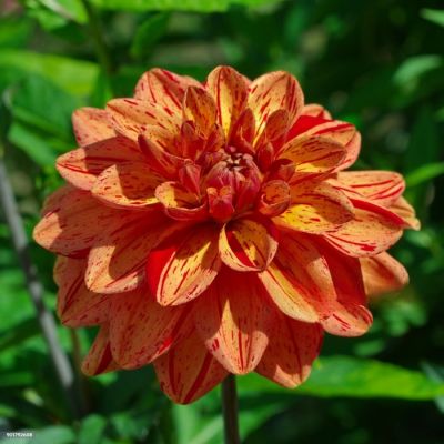 Георгина Пазолини - Dolina-Sad.Ru