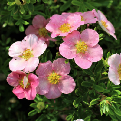 Лапчатка кустарниковая Пинк Бьюти фото