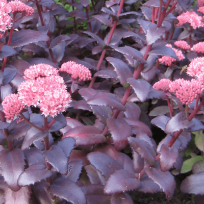 Седум Перпл Эмперор Седум Перпл Эмперор фото