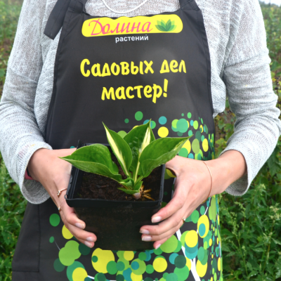 Хоста Амазон Хоста Амазон - Dolina-Sad.Ru