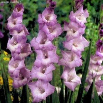 Гладиолус Медитерран Гладиолус Медитерран фото