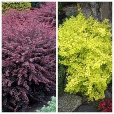 Комплект барбарисов ( барбарис Тунберга Антропурпурея + Голден Рокет) Комплект барбарисов ( барбарис Тунберга Антропурпурея + Голден Рокет) фото