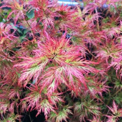 Клён дланевидный Эмеральд Лейс Клён дланевидный Эмеральд Лейс фото