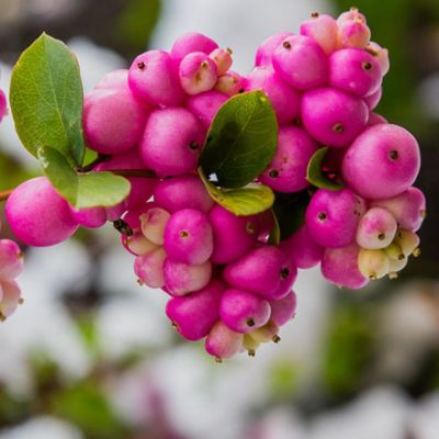 Снежноягодник Хэнкок Снежноягодник Хэнкок фото