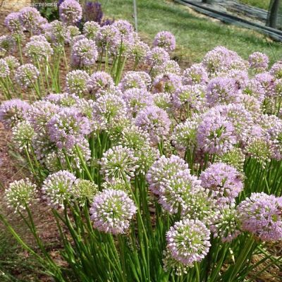 Аллиум Ин Орбит - Dolina-Sad.Ru