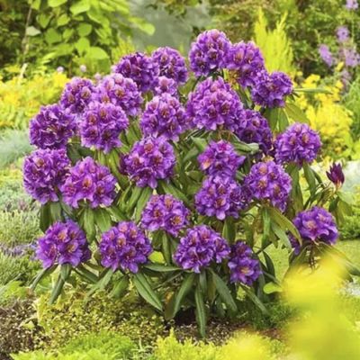 Рододендрон Марсель Менард Рододендрон Марсель Менард - Dolina-Sad.Ru