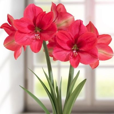 Амариллис Пинк Ривал - Dolina-Sad.Ru