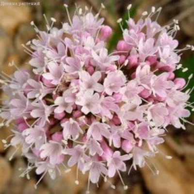 Валериана Ульяна Валериана Ульяна фото