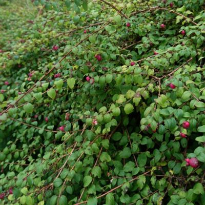 Снежноягодник Хэнкок Снежноягодник Хэнкок фото