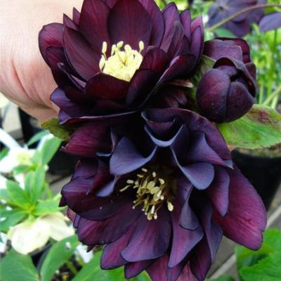 Морозник Дабл Пурпл Морозник Дабл Пурпл фото