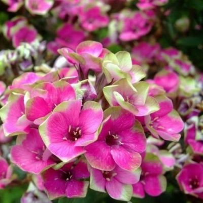 Флокс метельчатый Орхид Йеллоу Флокс метельчатый Орхид Йеллоу - Dolina-Sad.Ru