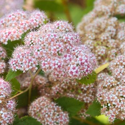 Спирея Фришиана Пинк Парасолс Спирея Фришиана Пинк Парасолс - Dolina-Sad.Ru