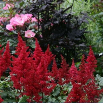 Астильба Арендса Спартан Астильба Арендса Спартан - Dolina-Sad.Ru