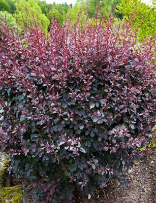 Барбарис оттавский Суперба Барбарис оттавский Суперба фото