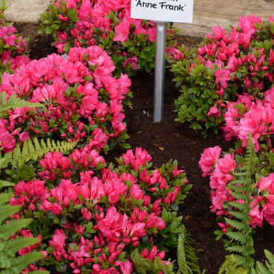 Рододендрон Анна Франк Рододендрон Анна Франк фото