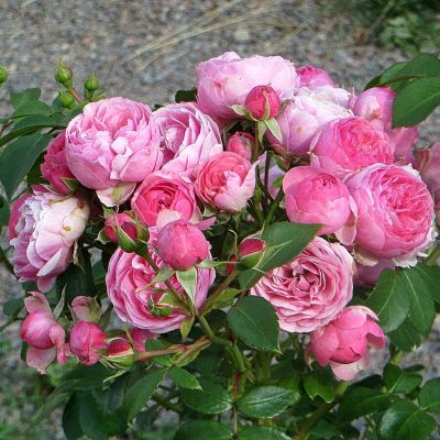 Роза Помпонелла Роза Помпонелла фото