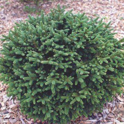 Ель обыкновенная Пумила Ель обыкновенная Пумила фото