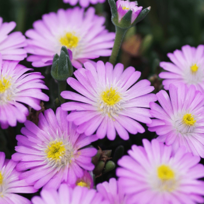 Делосперма Джевел оф Десерт Кэндистоун , Делосперма Джевел оф Десерт Кэндистоун , фото