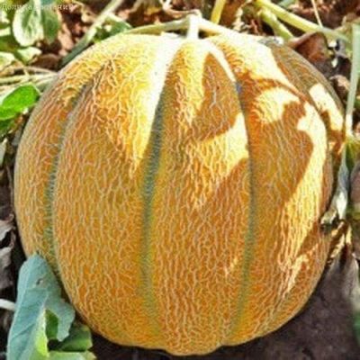 Дыня Эфиопка Дыня Эфиопка фото