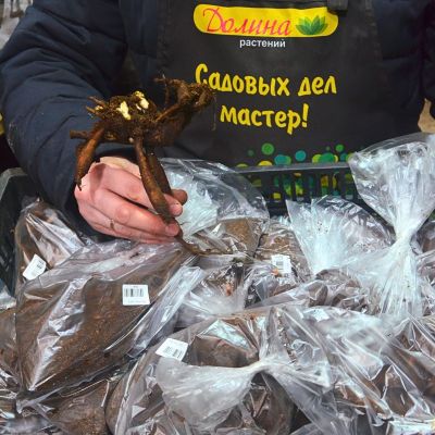 Пион Розеа Плена - Dolina-Sad.Ru