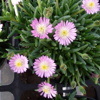 Делосперма Джевел оф Десерт Кэндистоун , Делосперма Джевел оф Десерт Кэндистоун , фото