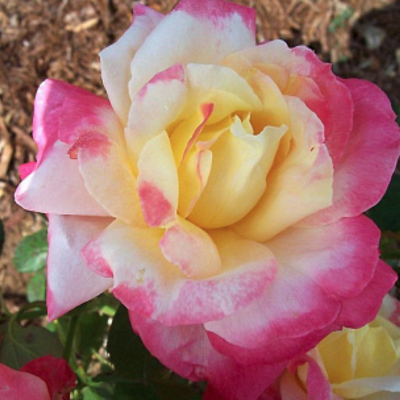 Роза Триколор Роза Триколор - Dolina-Sad.Ru