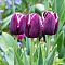 Тюльпан Джекпот Тюльпан Джекпот фото