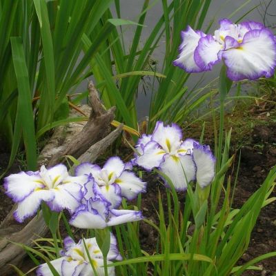 Ирис японский Лайт эт Дон Ирис японский Лайт эт Дон - Dolina-Sad.Ru