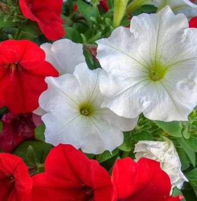 Петуния Клубника со сливками F1, гранул. пробирка Петуния Клубника со сливками F1, гранул. пробирка - Dolina-Sad.Ru