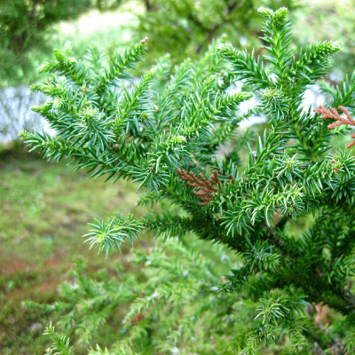 Криптомерия японская Монстроса Нана Криптомерия японская Монстроса Нана фото