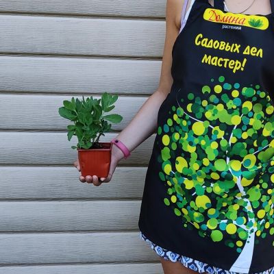 Седум Хербстфройде - Dolina-Sad.Ru