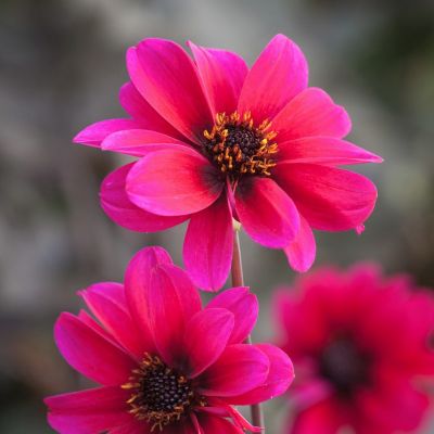 Георгина Бишоп оф Кантербери Георгина Бишоп оф Кантербери - Dolina-Sad.Ru